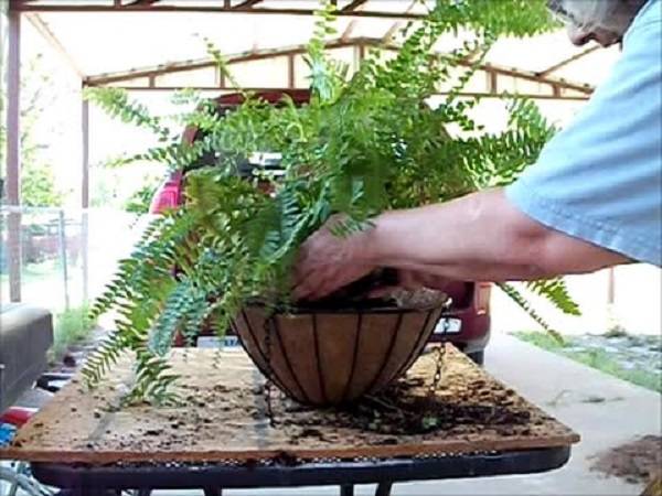 Можно ли выращивать лесной папоротник в квартире?