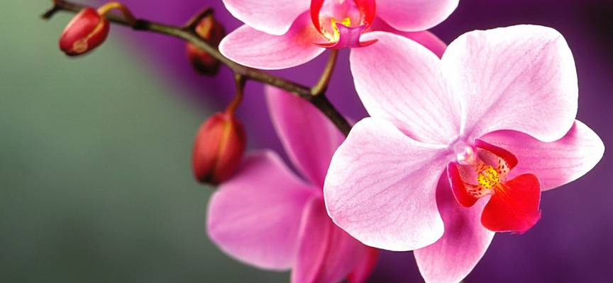 Почему сохнут цветки у орхидеи