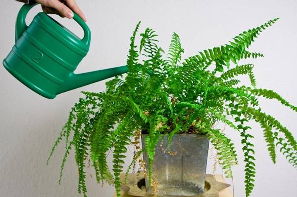 Можно ли дома выращивать папоротник как комнатное растение?