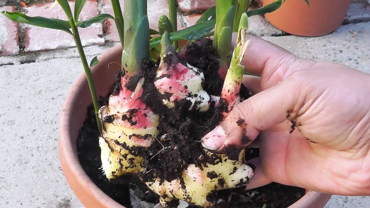 Как выращивать имбирь в домашних условиях из семян?