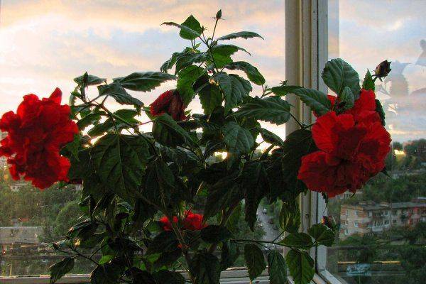 Как выращивать китайскую розу в домашних условиях?