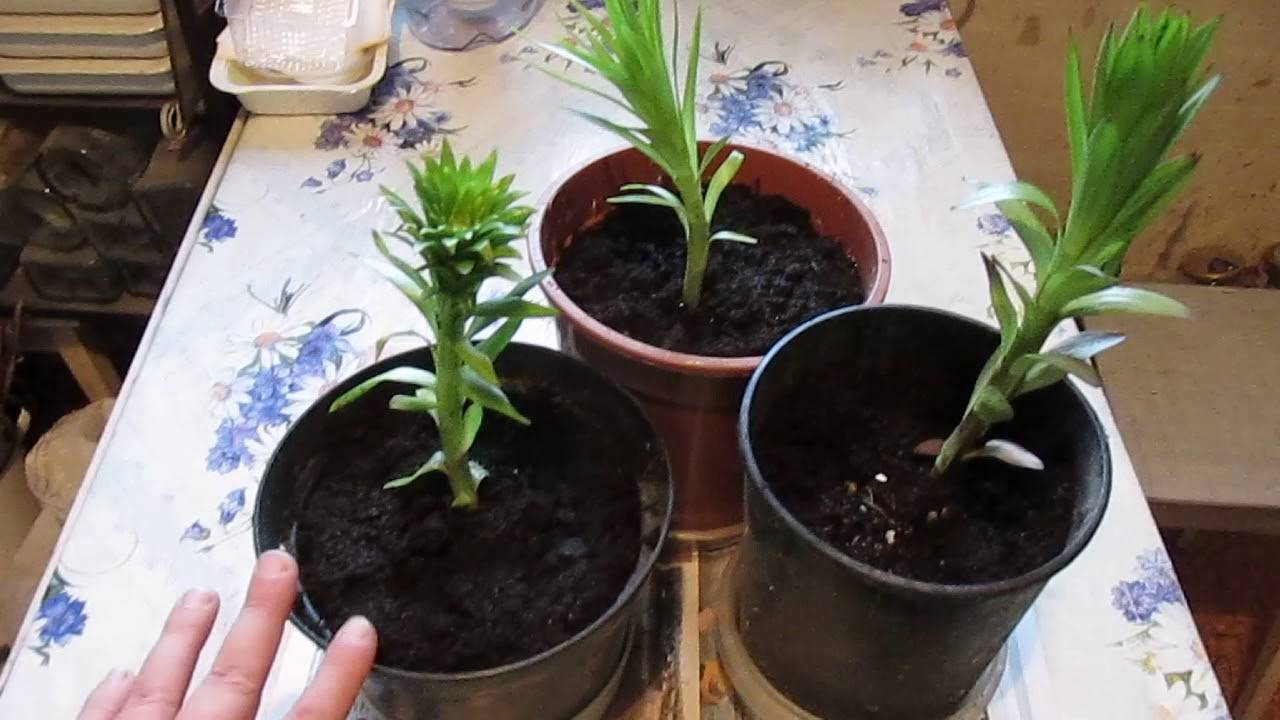 Лилии купленные в марте как сохранить