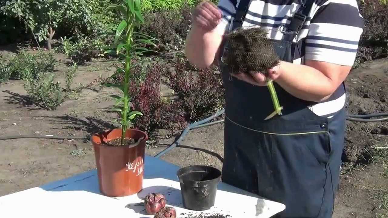 Как выращивать лилию в домашних условиях?