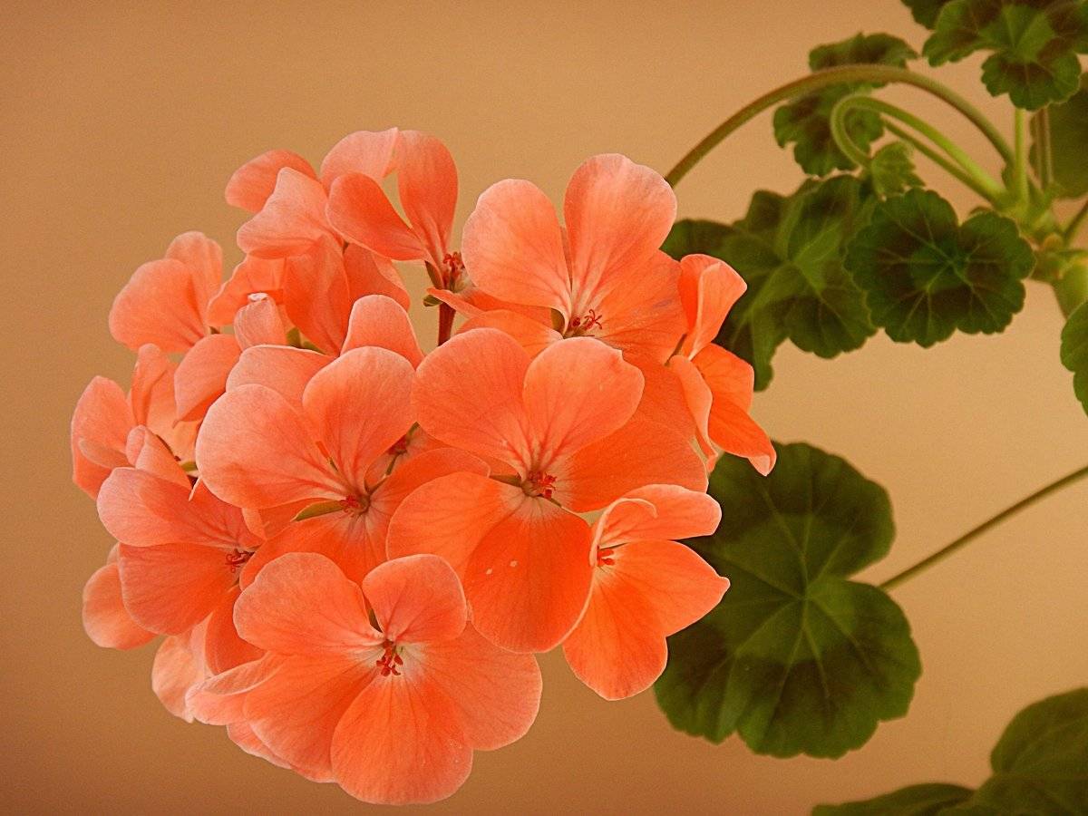 Хороший цветок герань. Rod Solbacka пеларгония. Пеларгония Orange Richard. Röd Solbacka пеларгония. Пеларгония (Pelargonium).