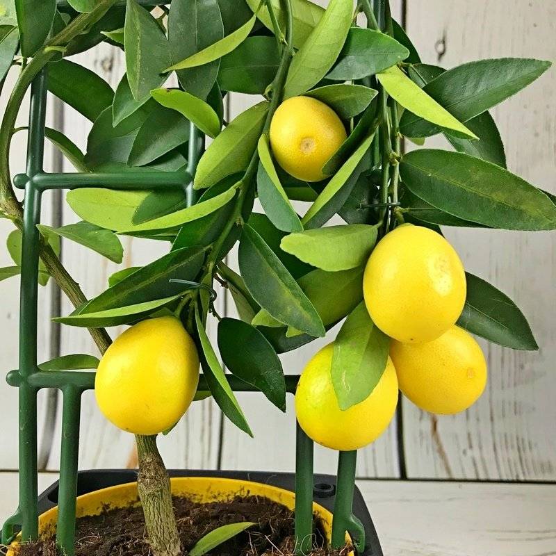 Лимон выращивание и уход в домашних условиях