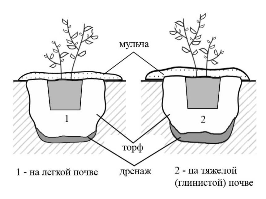 Голубика посадка какой грунт