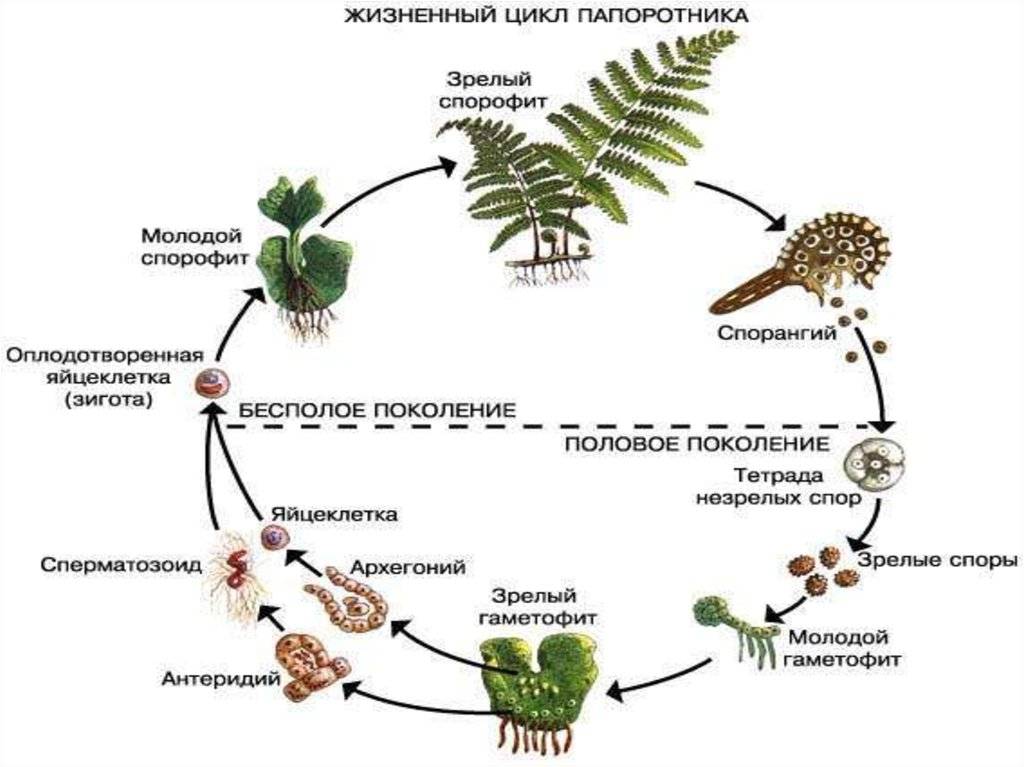 Циклы развития растений папоротники