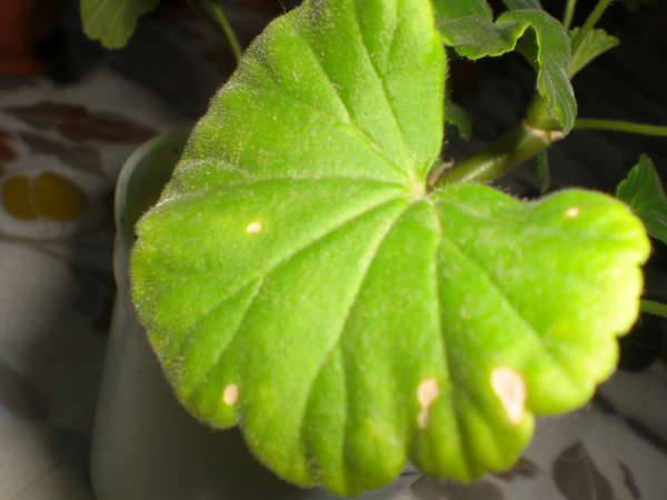 Почему у герани желтеют листья в домашних условиях — причины и лечение