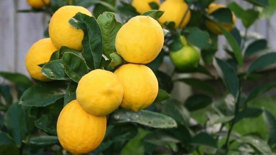 Как ухаживать за лимонным деревом в домашних условиях: выращивание и прививка