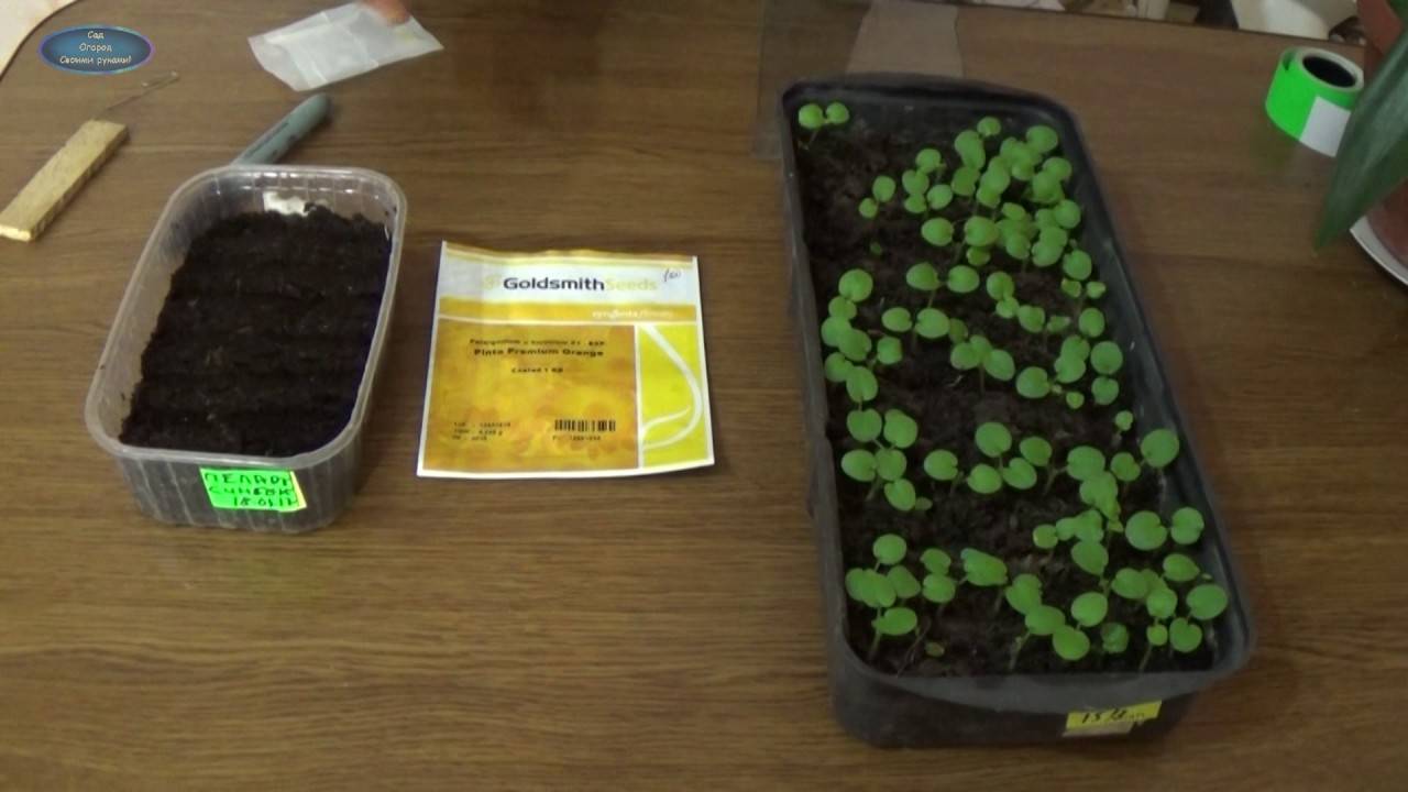 Как собрать семена герани в домашних условиях фото пошагово