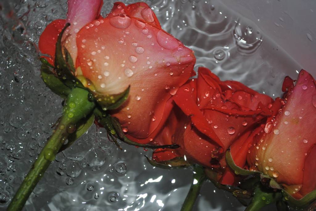 Влияние холодной воды на розы